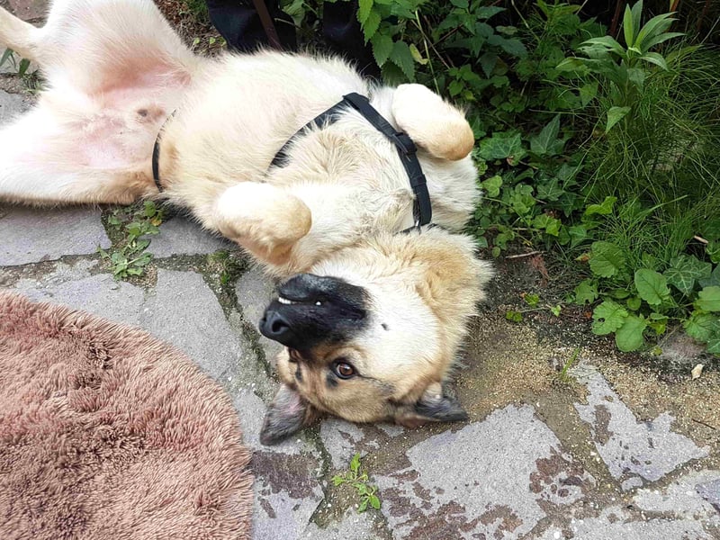 FRODO - verschmuster Schäferhund-Husky Mix Rüde sucht seine Familie