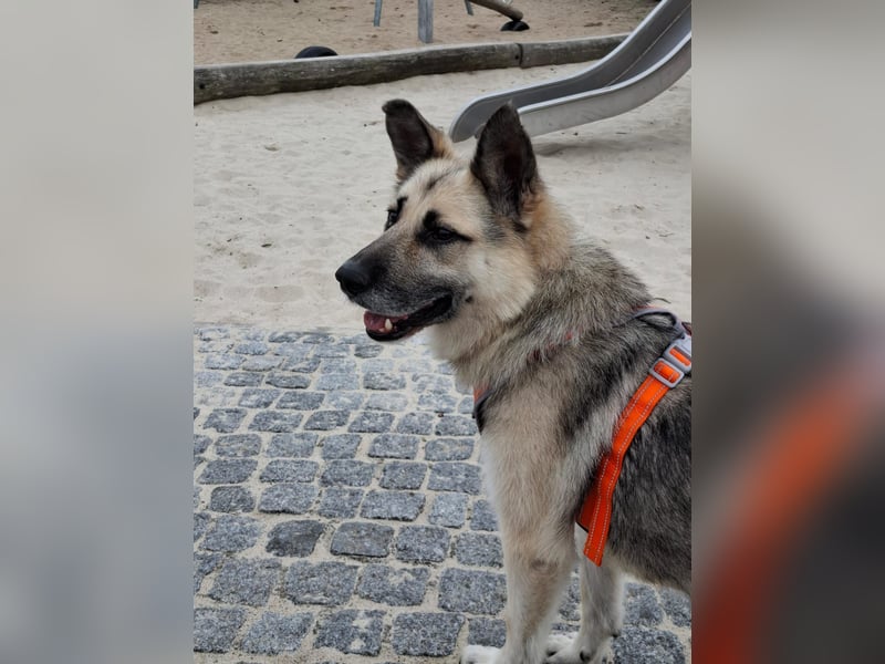 HARRY – gelassener, liebevoller Schäferhund-Mix sucht seine Familie