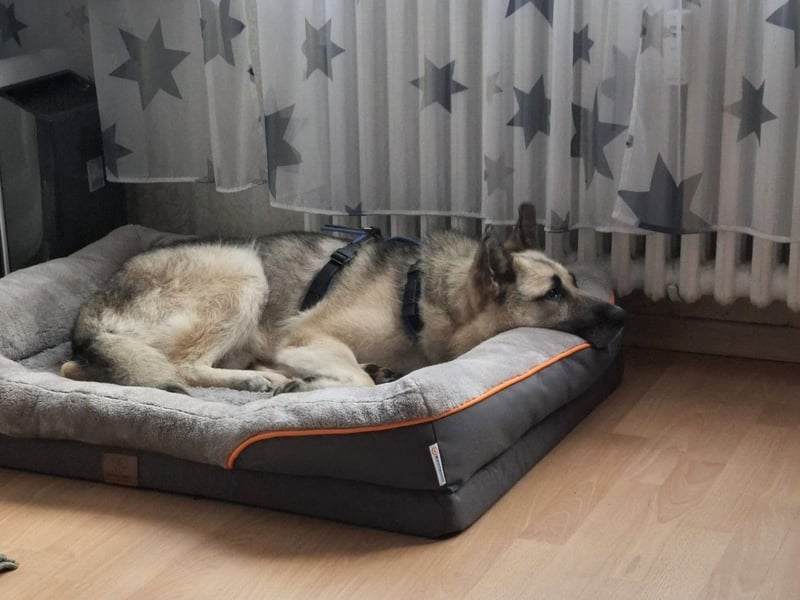 HARRY – gelassener, liebevoller Schäferhund-Mix sucht seine Familie