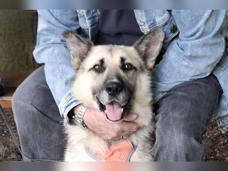 HARRY – gelassener, liebevoller Schäferhund-Mix sucht seine Familie