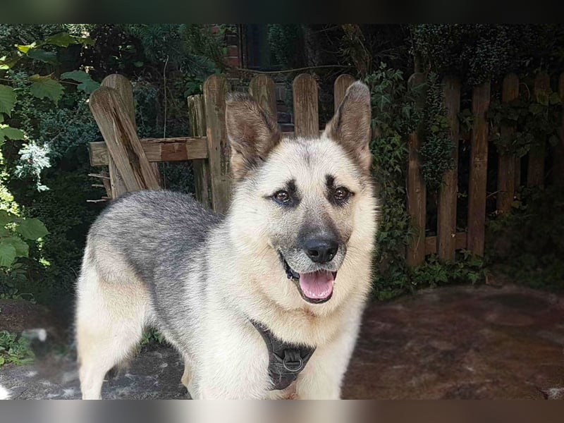 HARRY – gelassener, liebevoller Schäferhund-Mix sucht seine Familie