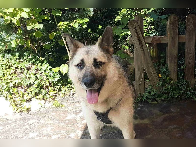 HARRY – gelassener, liebevoller Schäferhund-Mix sucht seine Familie