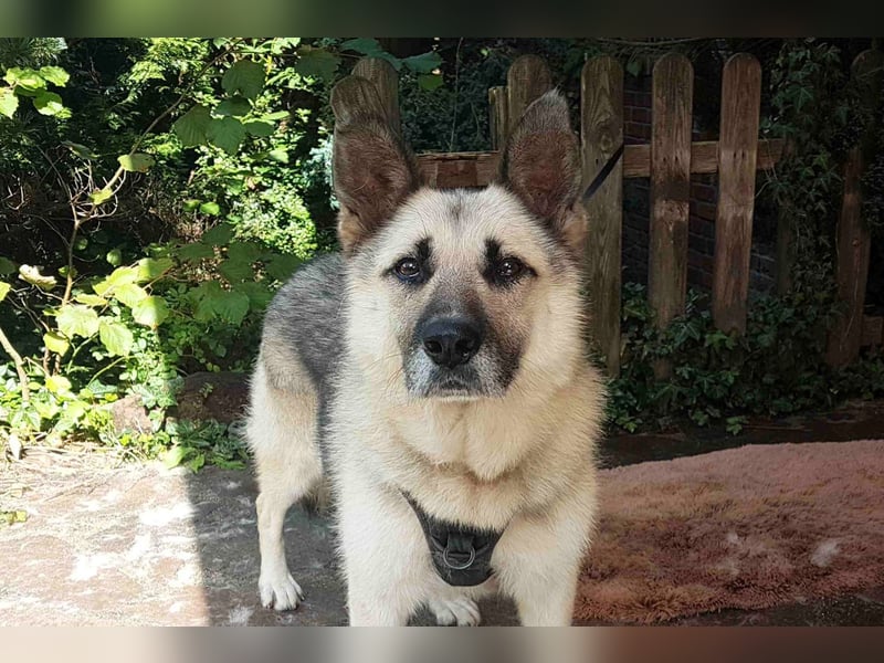 HARRY – gelassener, liebevoller Schäferhund-Mix sucht seine Familie