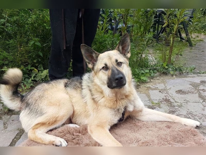 FRODO - verschmuster Schäferhund-Husky Mix Rüde sucht seine Familie