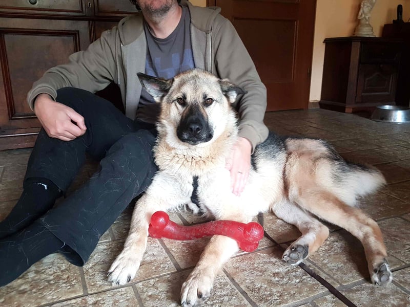 FRODO - verschmuster Schäferhund-Husky Mix Rüde sucht seine Familie