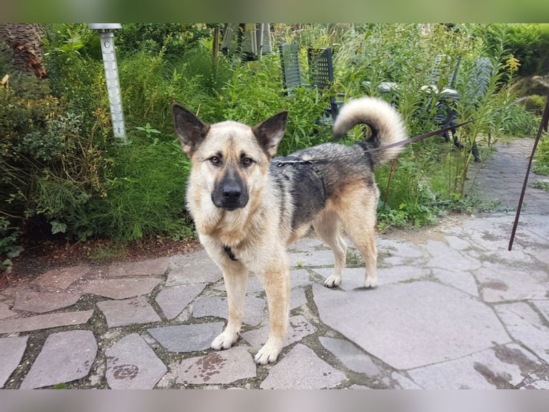 FRODO - verschmuster Schäferhund-Husky Mix Rüde sucht seine Familie