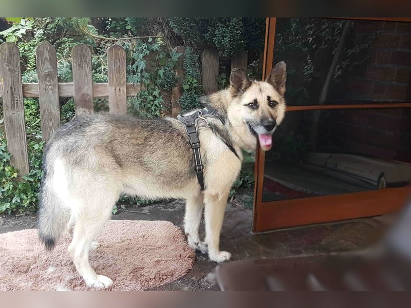 HARRY – gelassener, liebevoller Schäferhund-Mix sucht seine Familie
