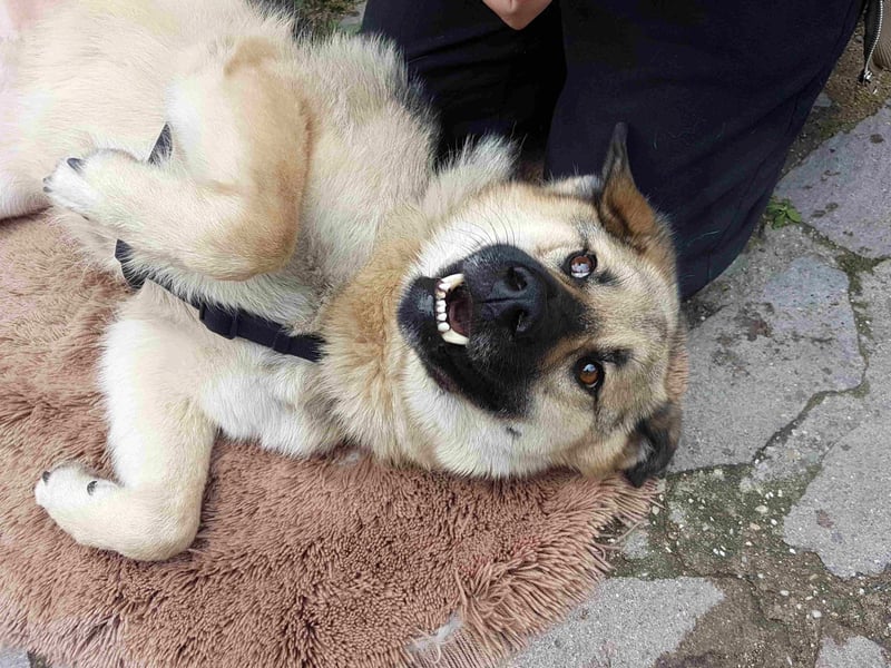 FRODO - verschmuster Schäferhund-Husky Mix Rüde sucht seine Familie