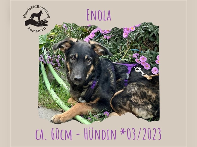 Enola - soziale Junghündin sucht ihre Familie