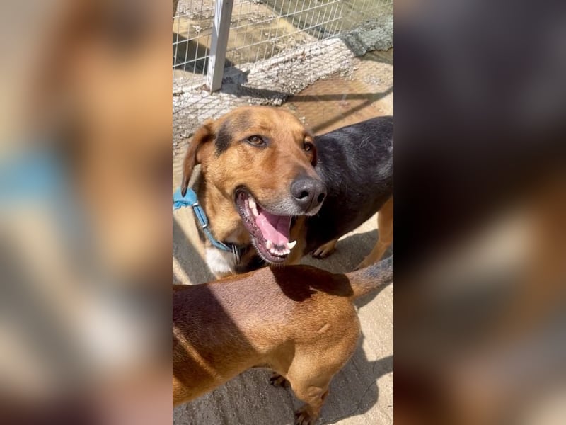 Junger Mischlingsrüde MARLEY (3 Jahre) sucht eine Familie