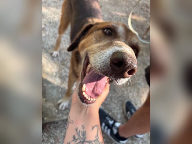 Feinfühliger und freundlicher Schäferhundmix FIRE sucht eine Familie!