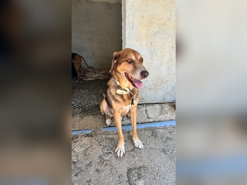 Feinfühliger und freundlicher Schäferhundmix FIRE sucht eine Familie!
