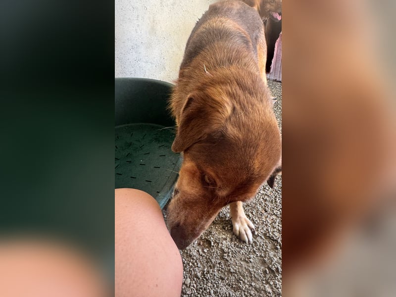 Feinfühliger und freundlicher Schäferhundmix FIRE sucht eine Familie!