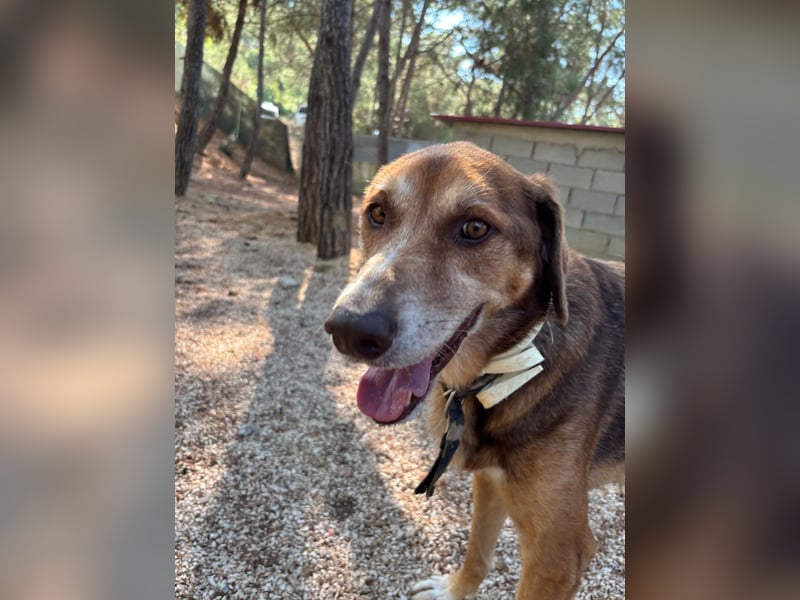 Feinfühliger und freundlicher Schäferhundmix FIRE sucht eine Familie!