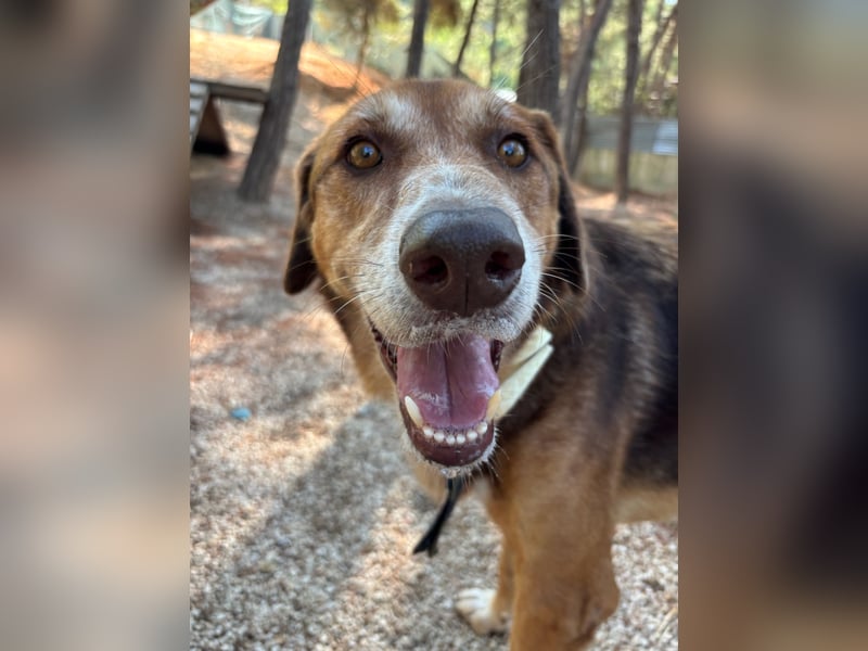 Feinfühliger und freundlicher Schäferhundmix FIRE sucht eine Familie!