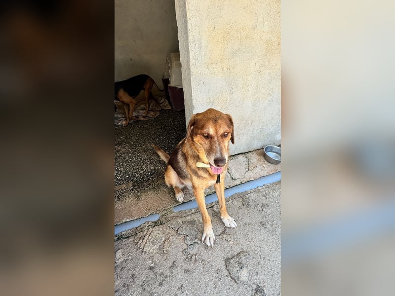 Feinfühliger und freundlicher Schäferhundmix FIRE sucht eine Familie!