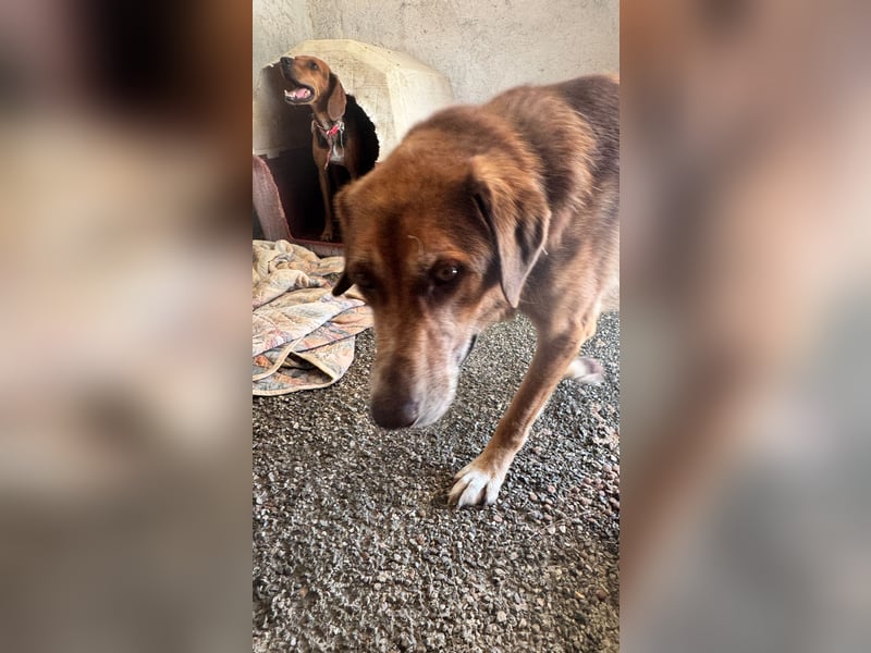 Feinfühliger und freundlicher Schäferhundmix FIRE sucht eine Familie!