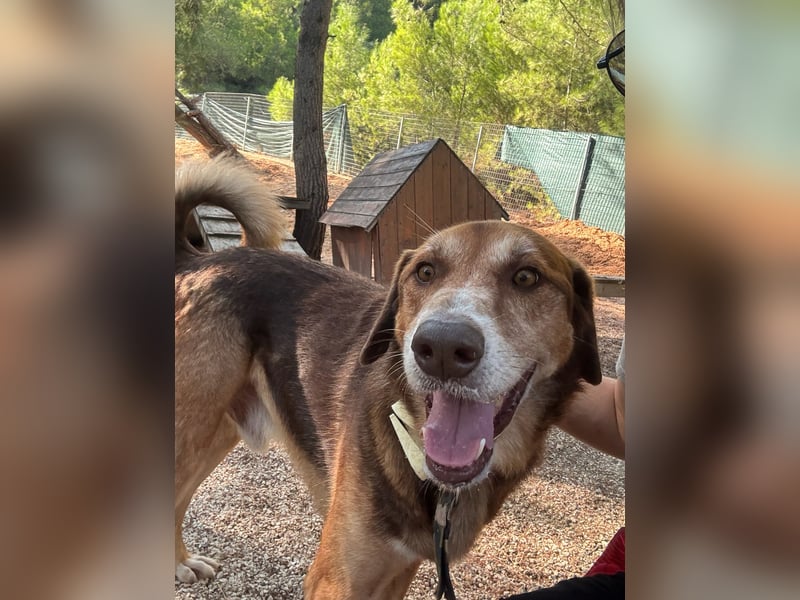 Feinfühliger und freundlicher Schäferhundmix FIRE sucht eine Familie!