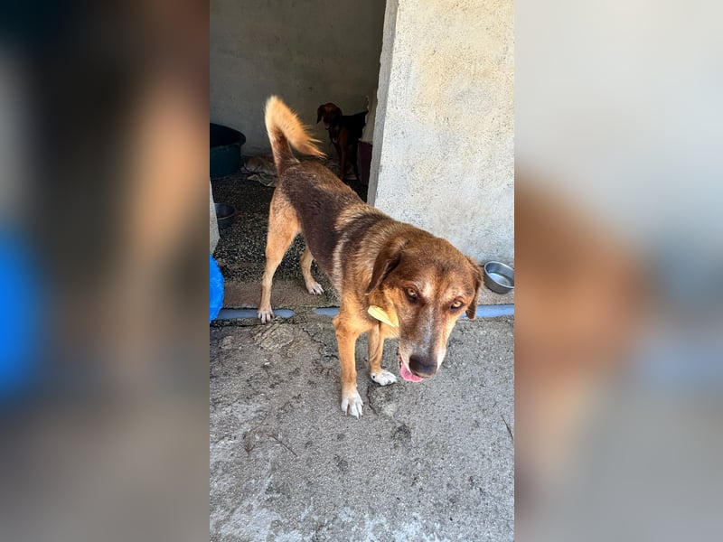 Feinfühliger und freundlicher Schäferhundmix FIRE sucht eine Familie!