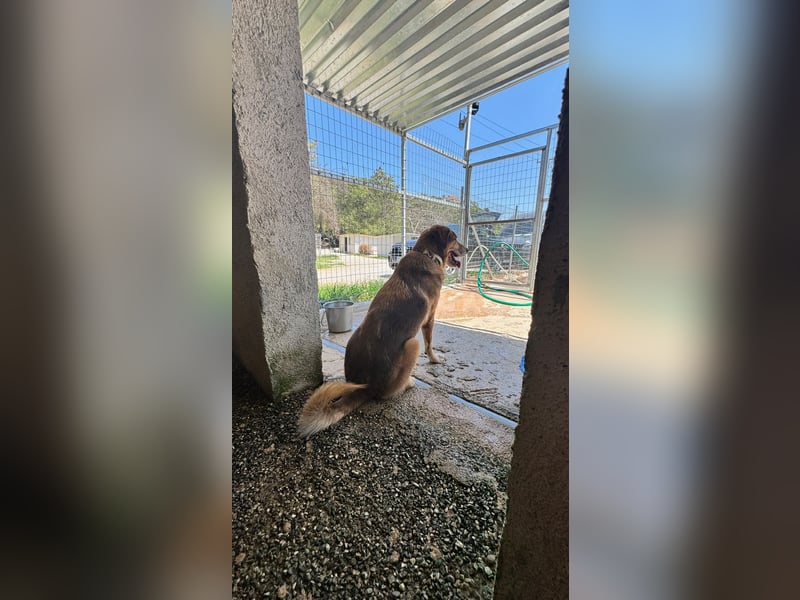 Feinfühliger und freundlicher Schäferhundmix FIRE sucht eine Familie!