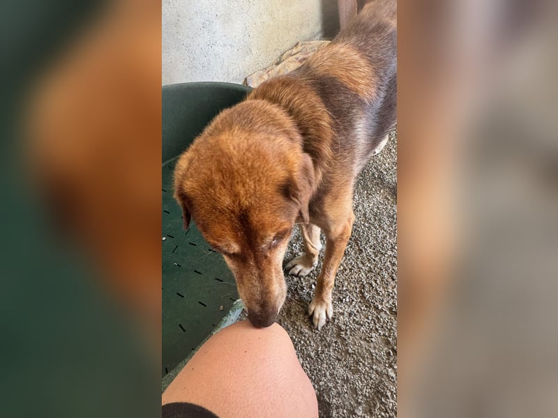 Feinfühliger und freundlicher Schäferhundmix FIRE sucht eine Familie!
