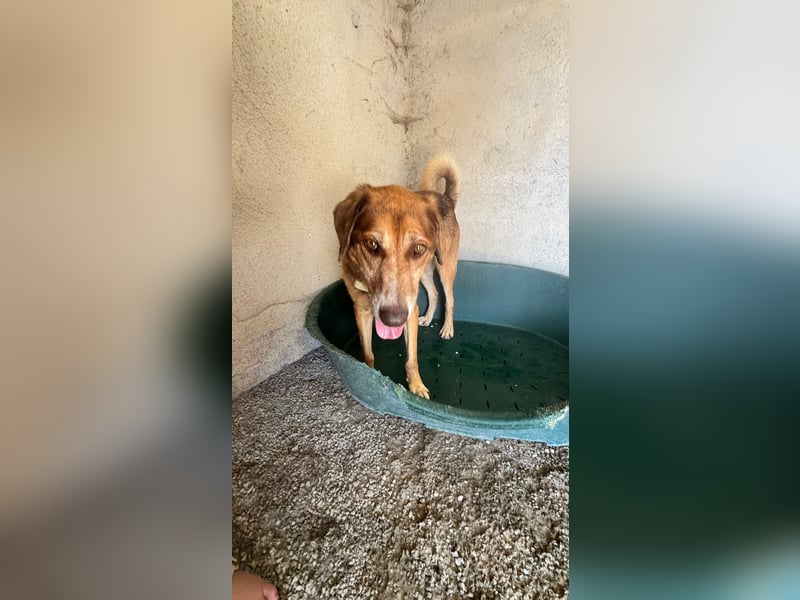 Feinfühliger und freundlicher Schäferhundmix FIRE sucht eine Familie!
