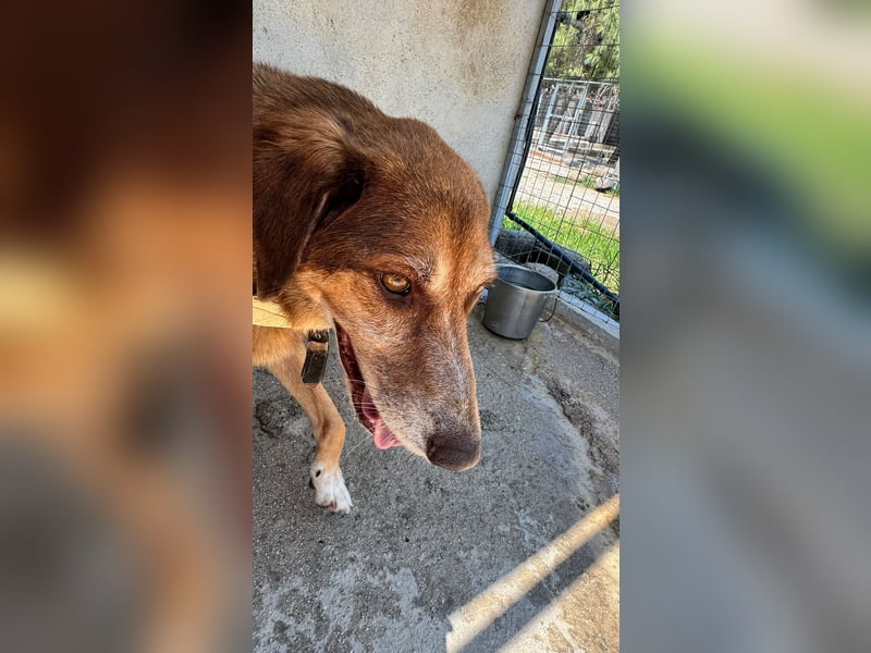 Feinfühliger und freundlicher Schäferhundmix FIRE sucht eine Familie!
