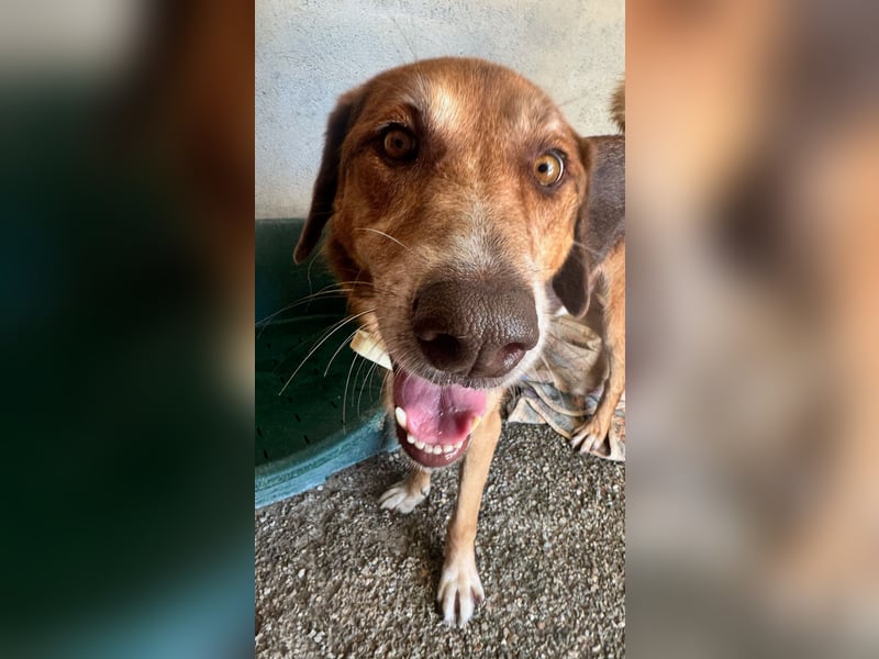 Feinfühliger und freundlicher Schäferhundmix FIRE sucht eine Familie!