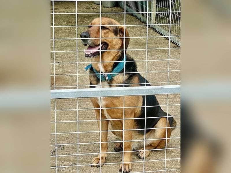 Junger Mischlingsrüde MARLEY (3 Jahre) sucht eine Familie