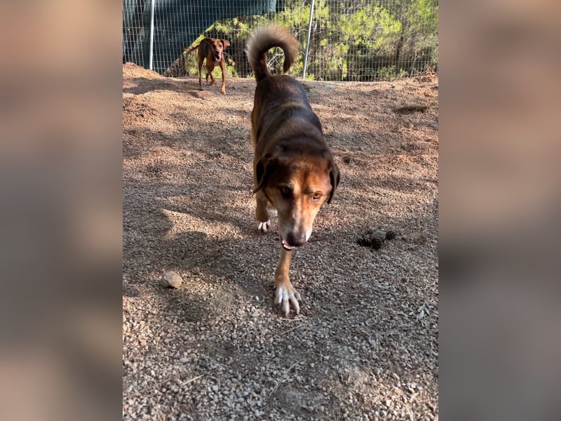 Feinfühliger und freundlicher Schäferhundmix FIRE sucht eine Familie!