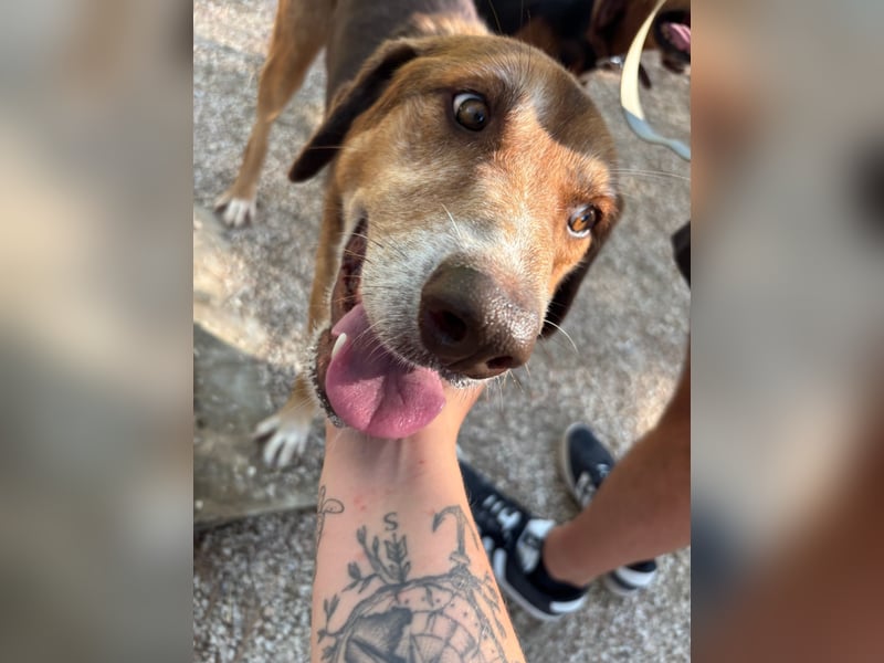 Feinfühliger und freundlicher Schäferhundmix FIRE sucht eine Familie!