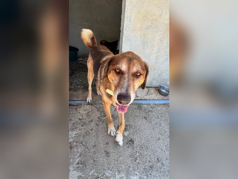 Feinfühliger und freundlicher Schäferhundmix FIRE sucht eine Familie!