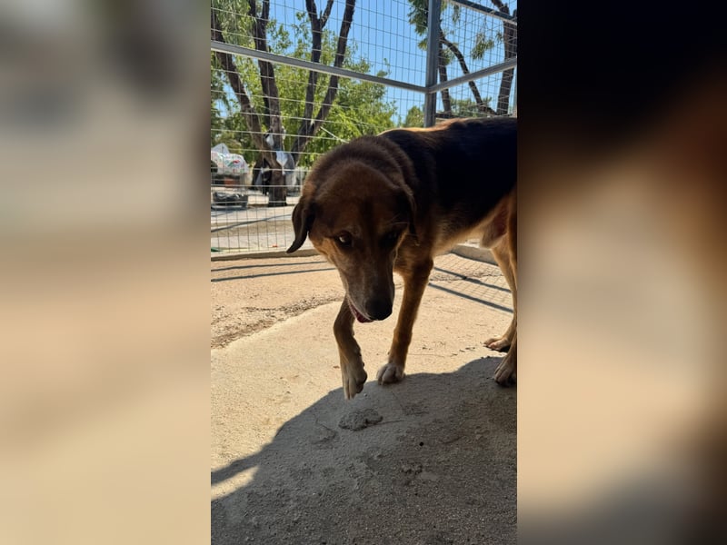 Feinfühliger und freundlicher Schäferhundmix FIRE sucht eine Familie!