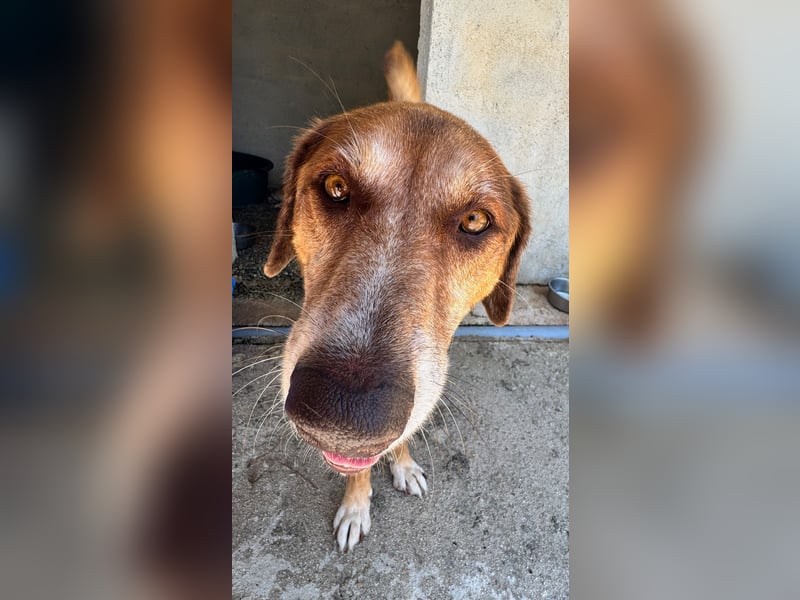 Feinfühliger und freundlicher Schäferhundmix FIRE sucht eine Familie!