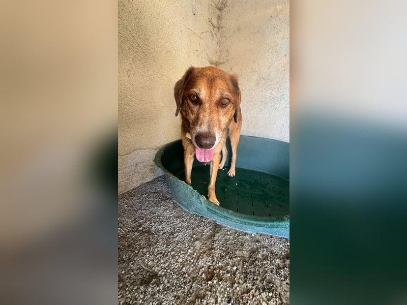 Feinfühliger und freundlicher Schäferhundmix FIRE sucht eine Familie!