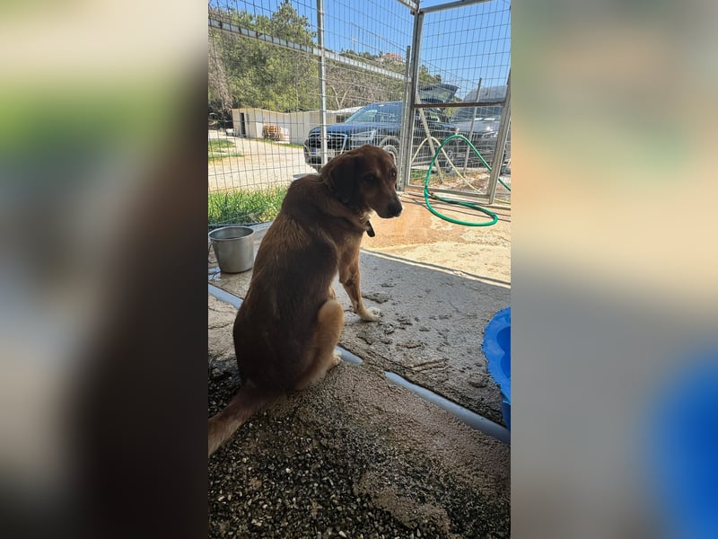 Feinfühliger und freundlicher Schäferhundmix FIRE sucht eine Familie!