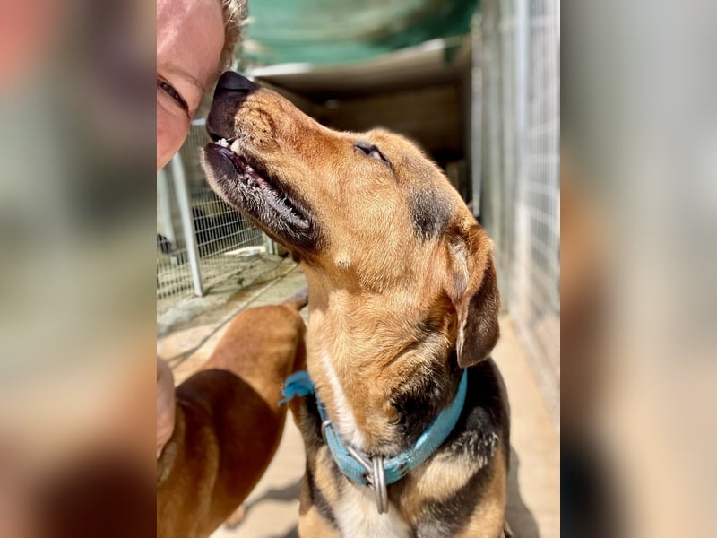 Junger Mischlingsrüde MARLEY (3 Jahre) sucht eine Familie