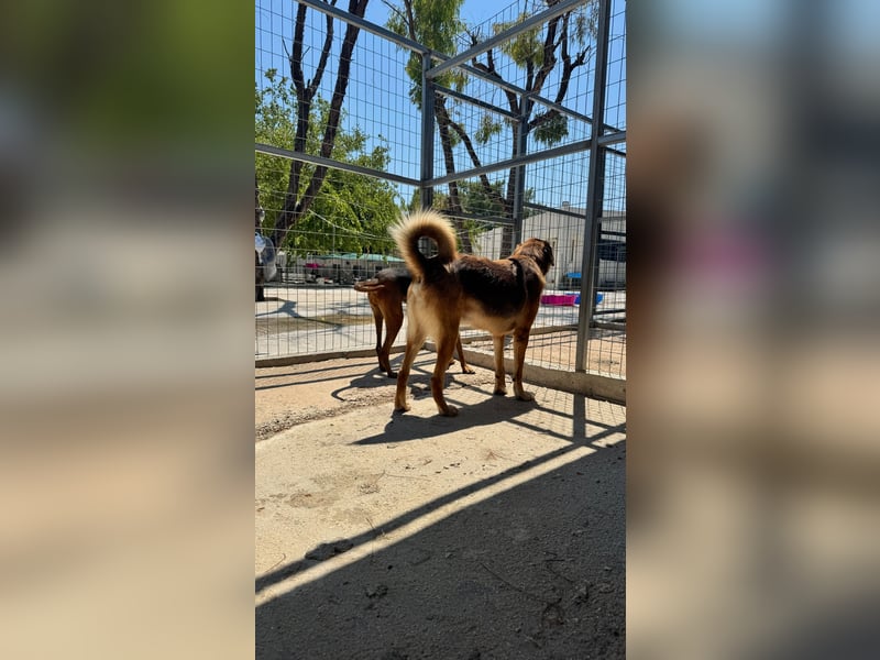 Feinfühliger und freundlicher Schäferhundmix FIRE sucht eine Familie!