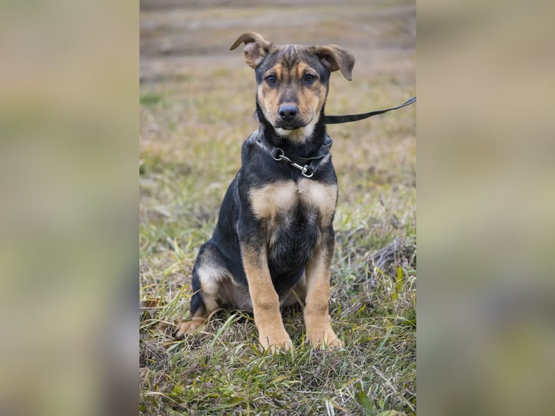 Bonita SI – Sanfte Junghündin mit großem Herz sucht liebevolles Zuhause