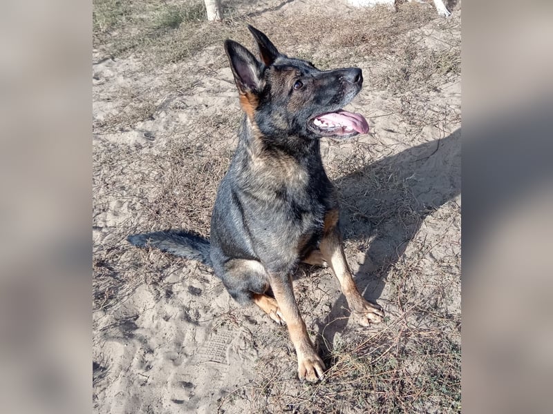 Larion KK - kluger und treuer Gefährte mit großem Herzen sucht seine Menschen