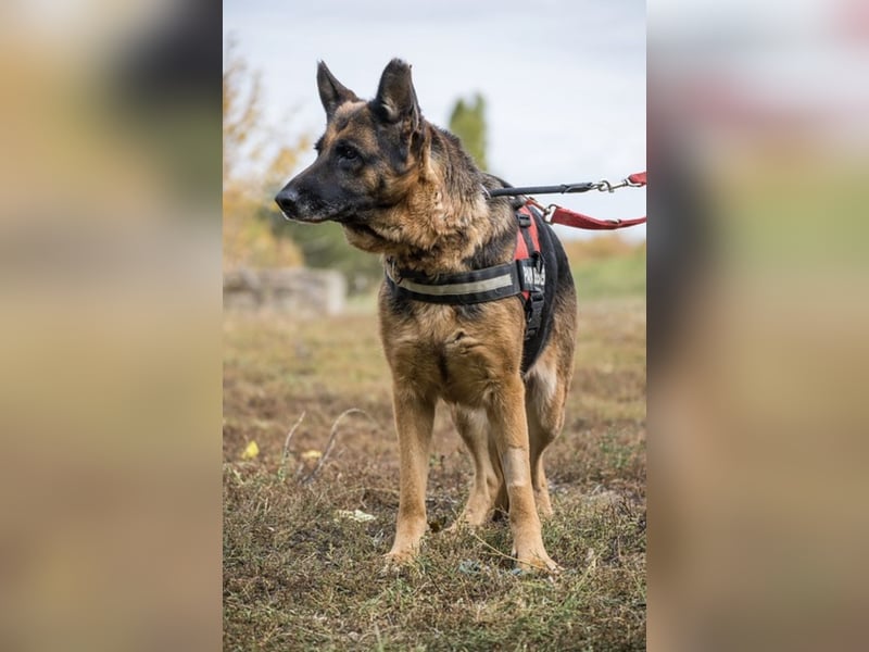 Borcsa SI - Gemütliche Dame sucht Anhang