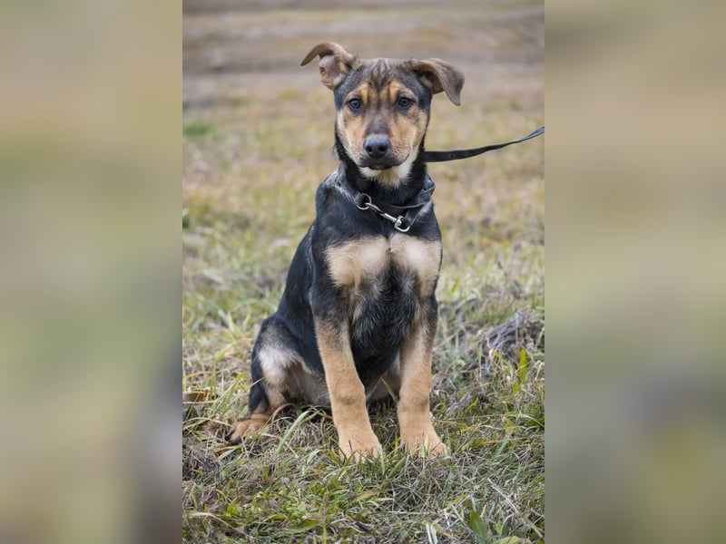 Bonita SI – Sanfte Junghündin mit großem Herz sucht liebevolles Zuhause