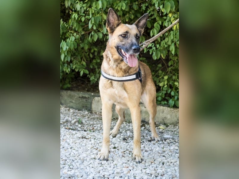 Cappy SI – treue Begleiterin sucht aktive Menschen ❤️