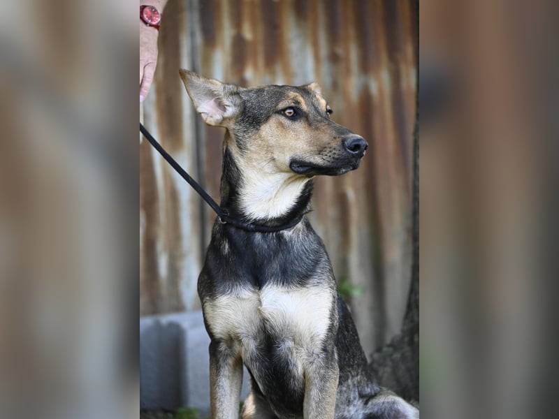 Bonita SI – Sanfte Junghündin mit großem Herz sucht liebevolles Zuhause