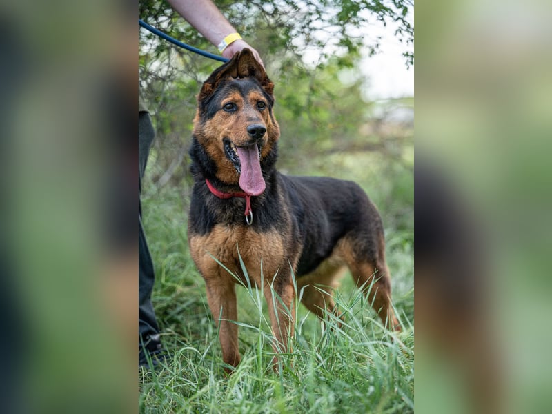 Rocky VA – beeindruckender Schäferhund sucht erfahrenes Zuhause 