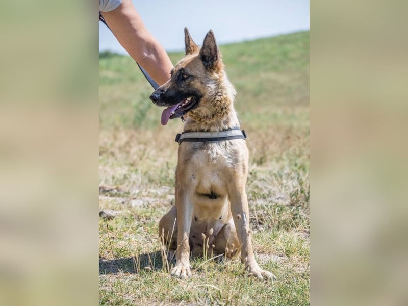 Cappy SI – treue Begleiterin sucht aktive Menschen ❤️