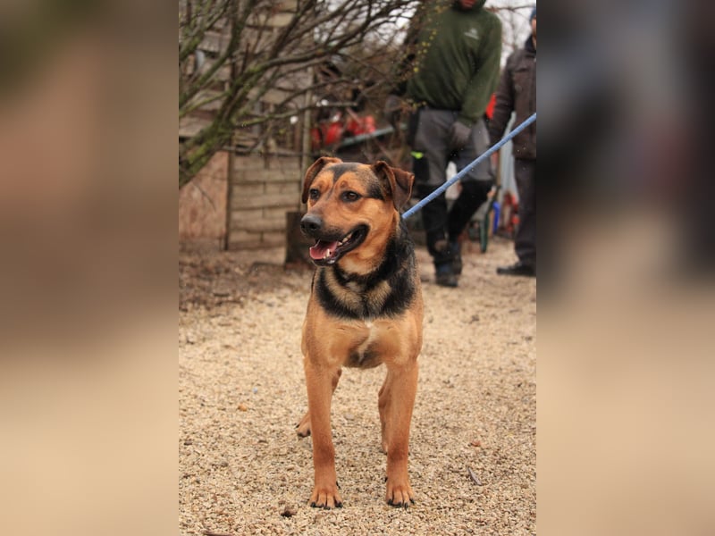 Zénó-VA – Vertrauensvoller kleiner Sportler sucht aktives Zuhause