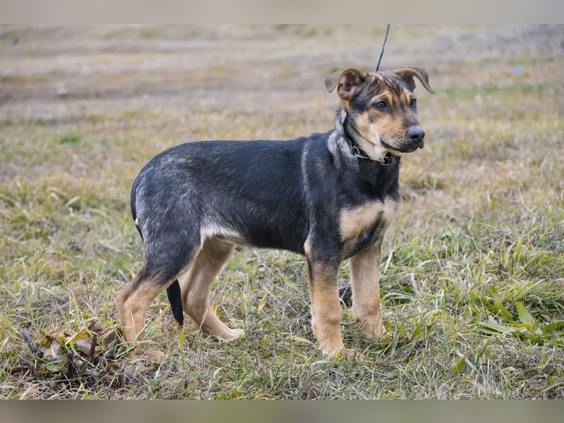 Bonita SI – Sanfte Junghündin mit großem Herz sucht liebevolles Zuhause