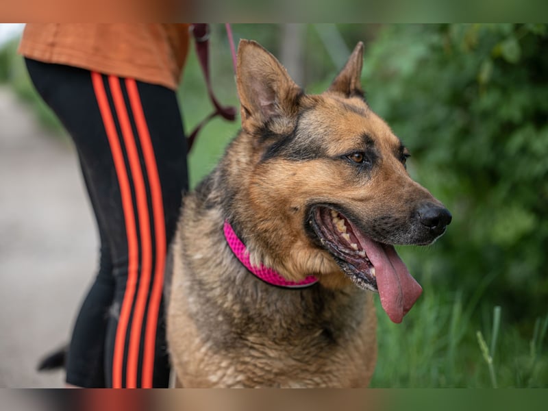 Rex – Ein stattlicher Schäferhund wartet auf sein großes Glück ❤️