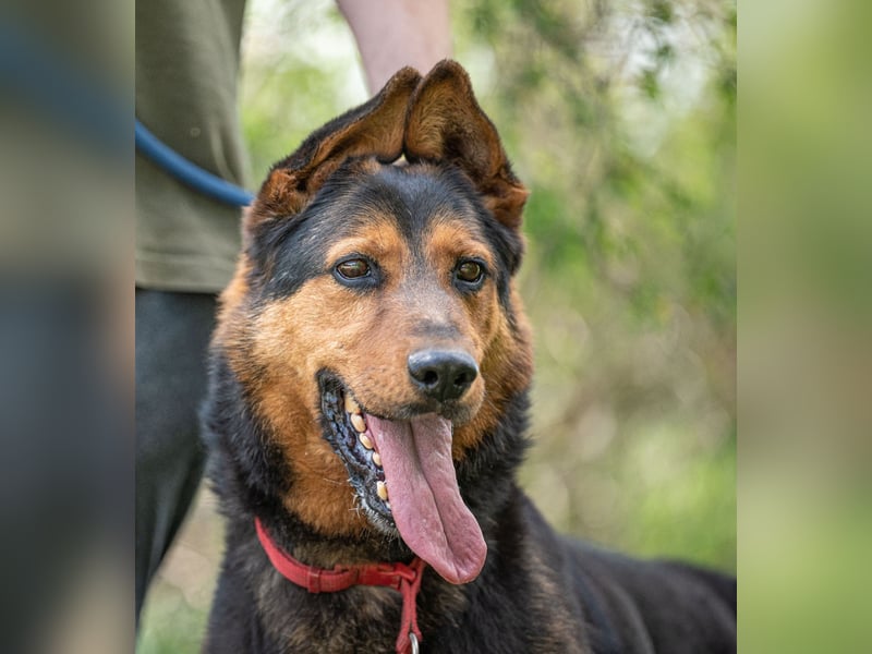 Rocky VA – beeindruckender Schäferhund sucht erfahrenes Zuhause 